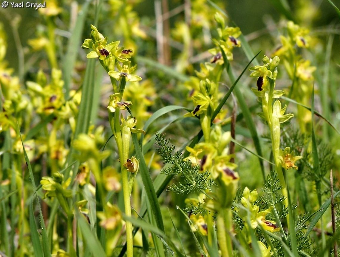 Ophrys lutea  Geotagged,Israel,Ophrys lutea,Winter,Yellow Bee-orchid
