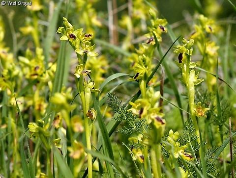 Ophrys lutea  Geotagged,Israel,Ophrys lutea,Winter,Yellow Bee-orchid