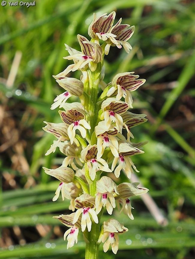 Orchis galilaea  Geotagged,Israel,Orchis galilaea,Winter
