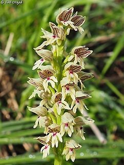 Orchis galilaea  Geotagged,Israel,Orchis galilaea,Winter