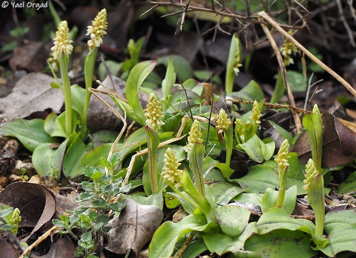 Neotinea maculata  Dense-flowered Orchid,Geotagged,Israel,Neotinea maculata,Winter