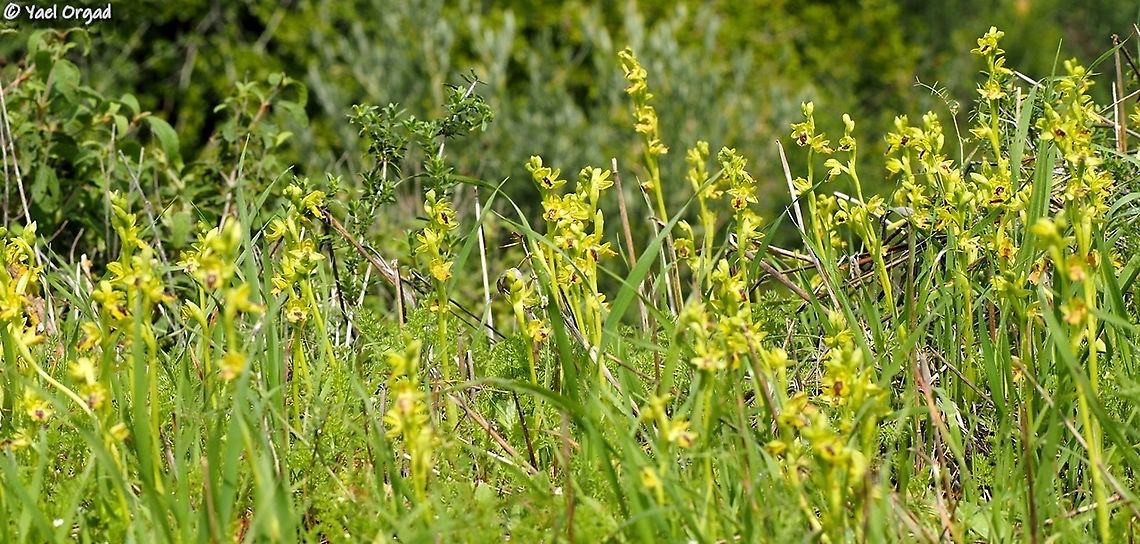 Ophrys lutea the largest patches of Ophrys lutea I have ever seen  Geotagged,Israel,Ophrys lutea,Winter,Yellow Bee-orchid