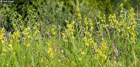 Ophrys lutea the largest patches of Ophrys lutea I have ever seen  Geotagged,Israel,Ophrys lutea,Winter,Yellow Bee-orchid