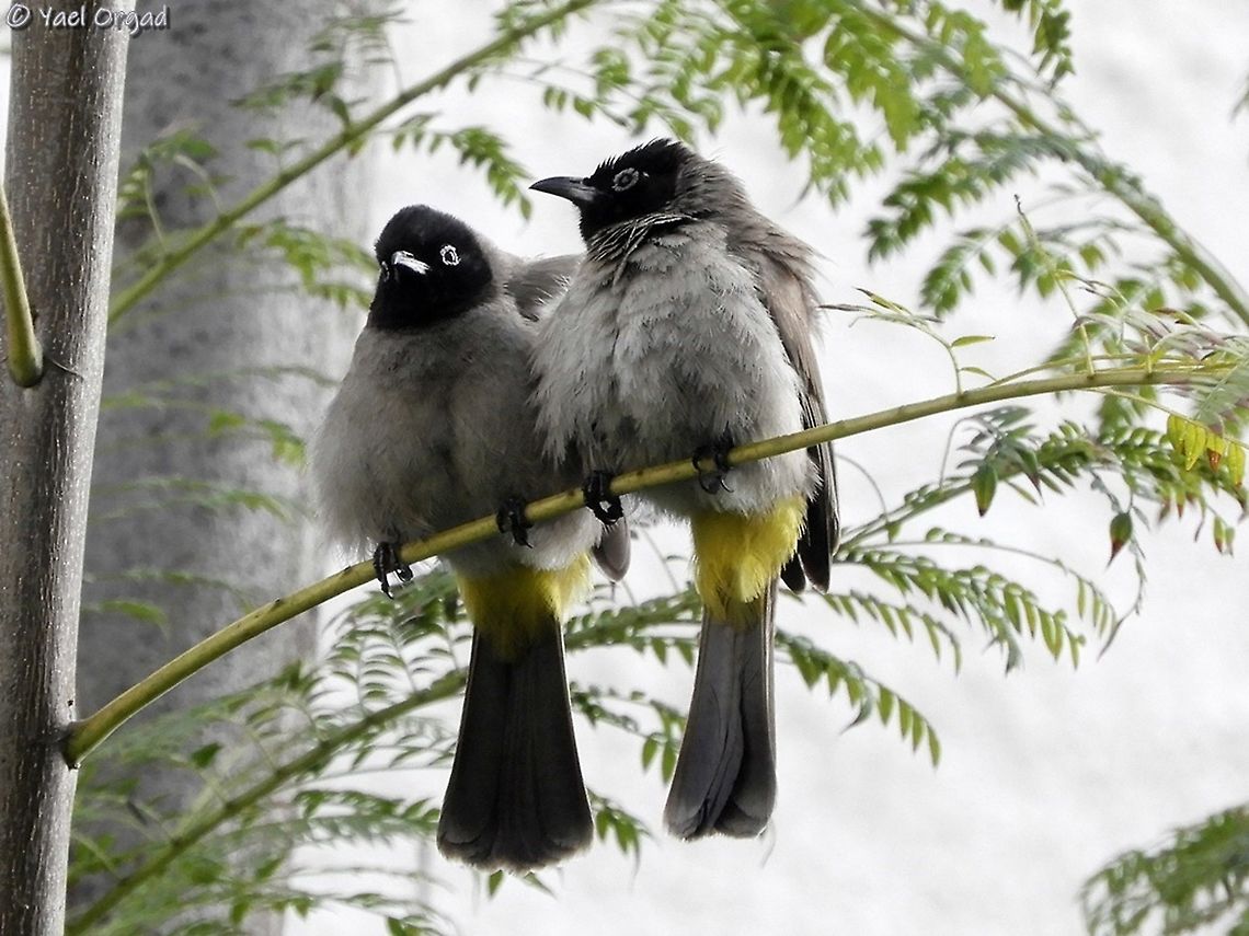 2 young Spectacled bulbuls  Geotagged,Israel,Pycnonotus erythropthalmos,Spectacled Bulbul,Spring