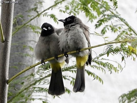 2 young Spectacled bulbuls  Geotagged,Israel,Pycnonotus erythropthalmos,Spectacled Bulbul,Spring