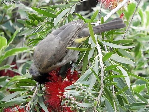 Spectacled bulbul  Geotagged,Israel,Pycnonotus erythropthalmos,Spectacled Bulbul,Spectacled bear,Spring,Tremarctos ornatus