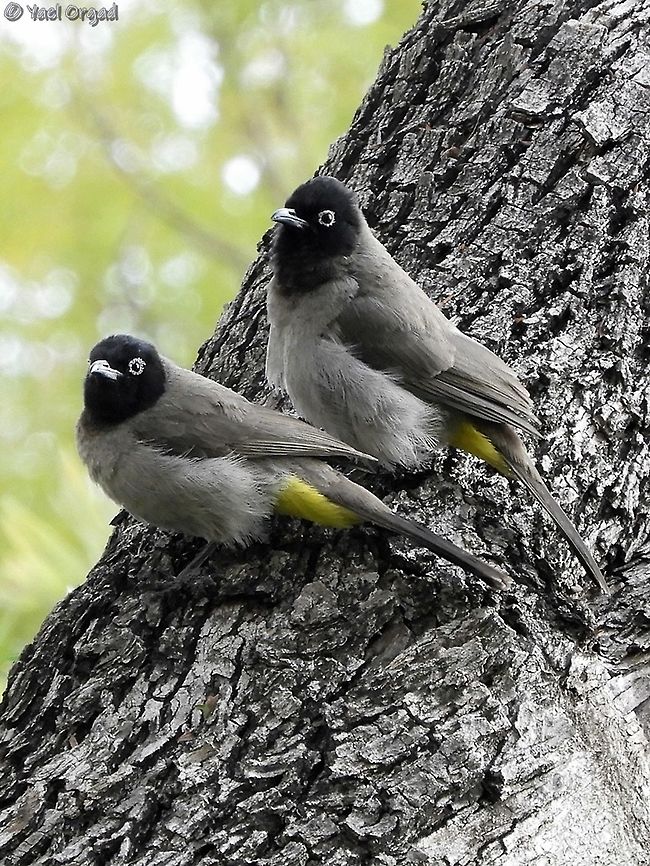 Spectacled Bulbuls many young ones just outside my home Geotagged,Israel,Pycnonotus erythropthalmos,Spectacled Bulbul,Spring