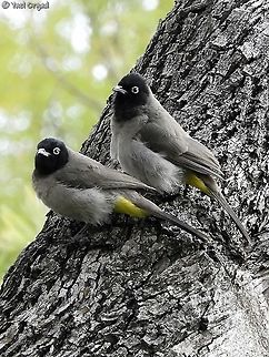 Spectacled Bulbuls many young ones just outside my home Geotagged,Israel,Pycnonotus erythropthalmos,Spectacled Bulbul,Spring