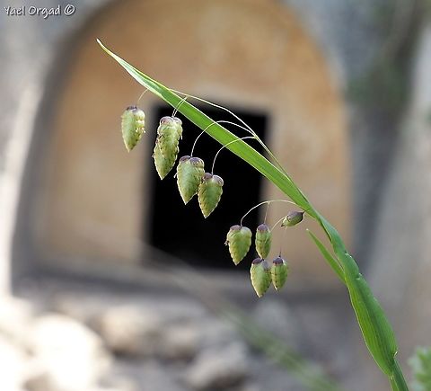 Briza maxima overlooking Rakit ancient burial cave I usually look for an Ophrys in front of the cave, but this year I only had the Briza... 
Rakit burial cave is an ancient Jewish burial cave from the 2nd century AD, near the ruins of the town of Rakit (from the same time)  Briza maxima,Geotagged,Israel,Spring
