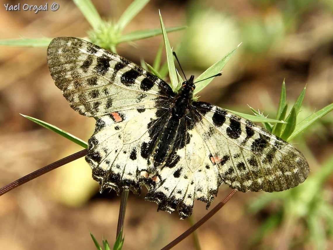 Allancastria cerisyi in Israel, this is quite a rare butterfly - can be found mostly on Mount Carmel Allancastria cerisyi,Geotagged,Israel,Spring