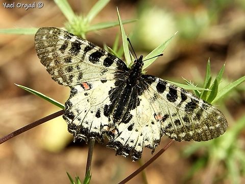 Allancastria cerisyi in Israel, this is quite a rare butterfly - can be found mostly on Mount Carmel Allancastria cerisyi,Geotagged,Israel,Spring