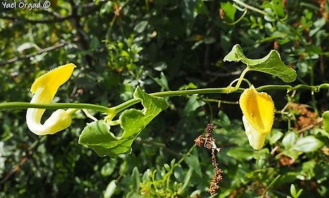 Aristolochia sempervirens - yellow variant we visit this specific variant every year...  Aristolochia sempervirens,Geotagged,Israel,Spring