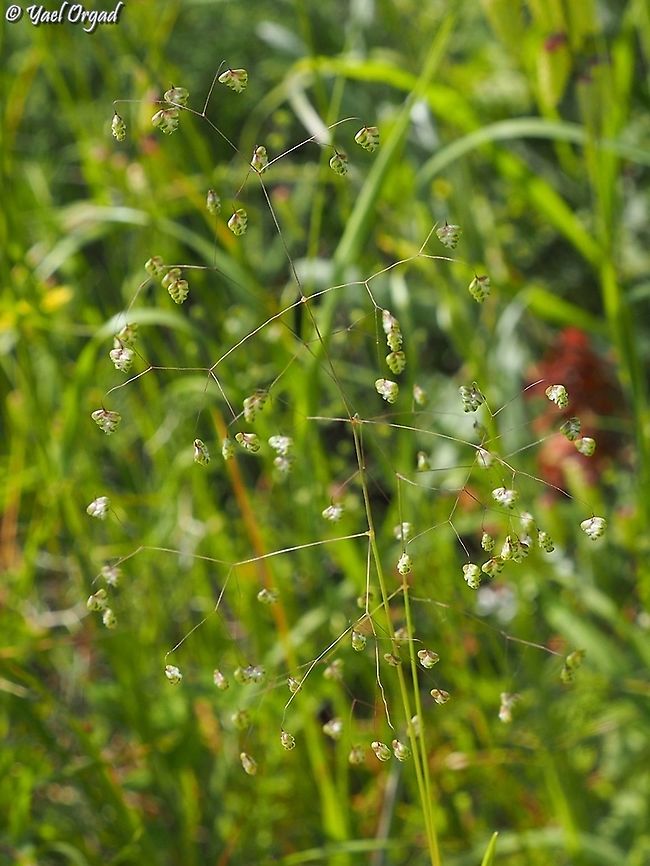 Briza minor really small and lovely grass Briza minor,Geotagged,Israel,Lesser quaking-grass,Spring