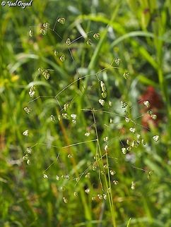 Briza minor really small and lovely grass Briza minor,Geotagged,Israel,Lesser quaking-grass,Spring