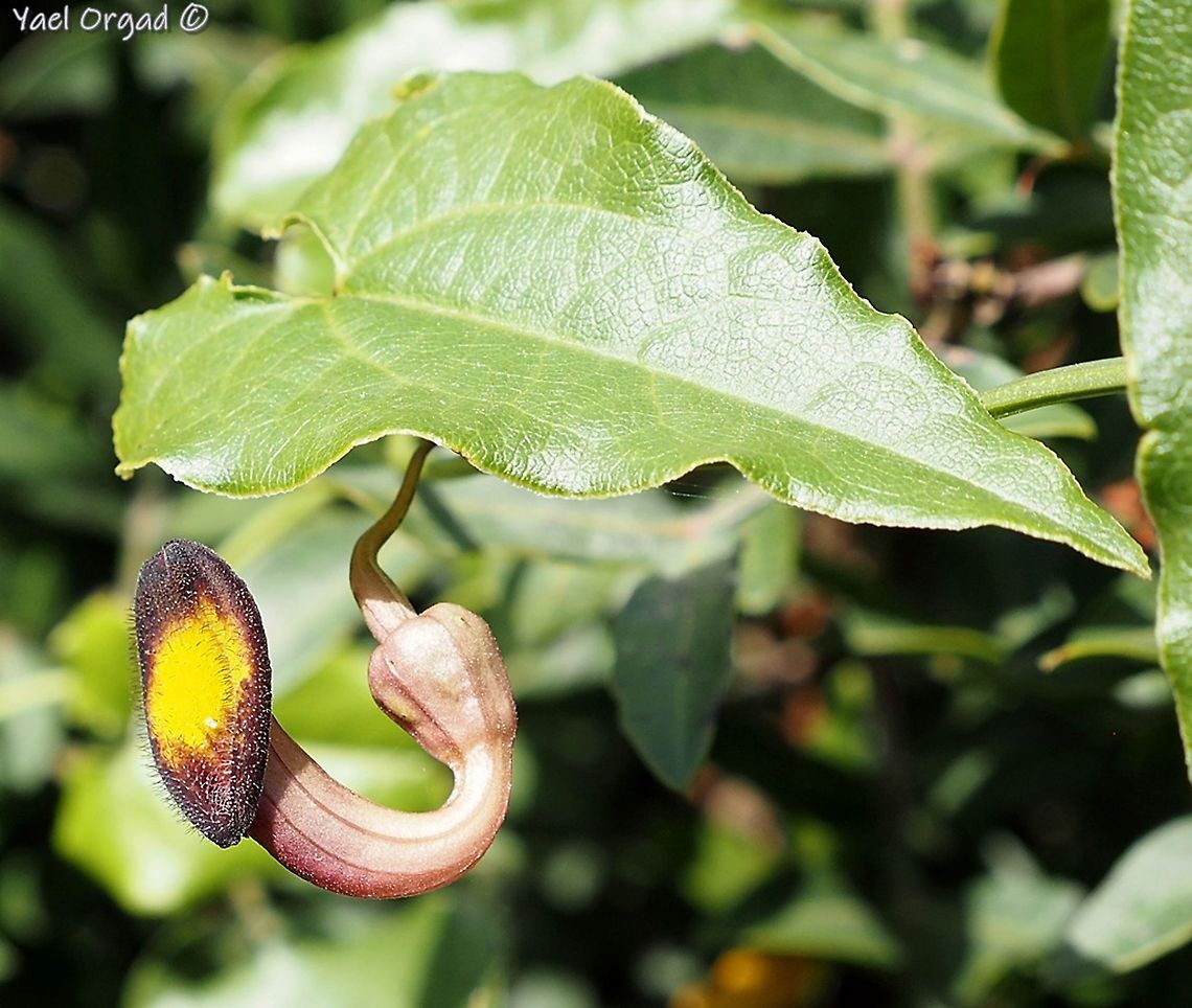 Aristolochia sempervirens - normal color variant  Aristolochia sempervirens,Geotagged,Israel,Spring