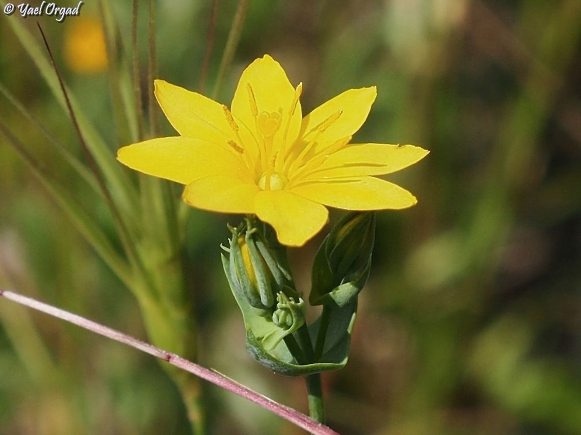 Blackstonia perfoliata I really love these lovely yellow stars :-)  Blackstonia perfoliata,Geotagged,Israel,Spring,Yellow-wort