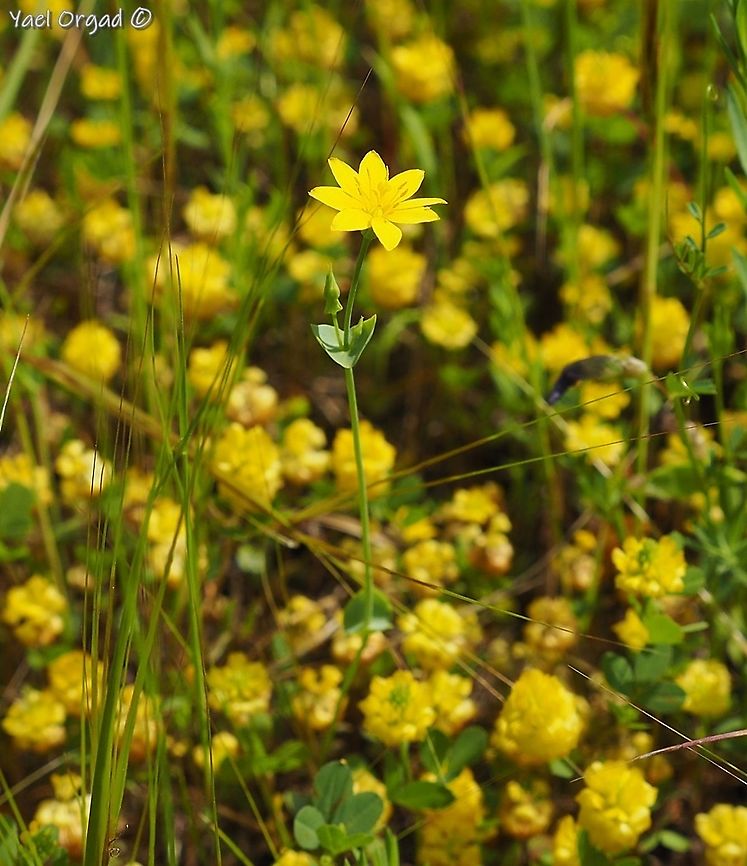 Blackstonia perfoliata over Trifolium campestre yellow over yellow :-)  Blackstonia perfoliata,Geotagged,Israel,Spring,Trifolium campestre,Yellow-wort