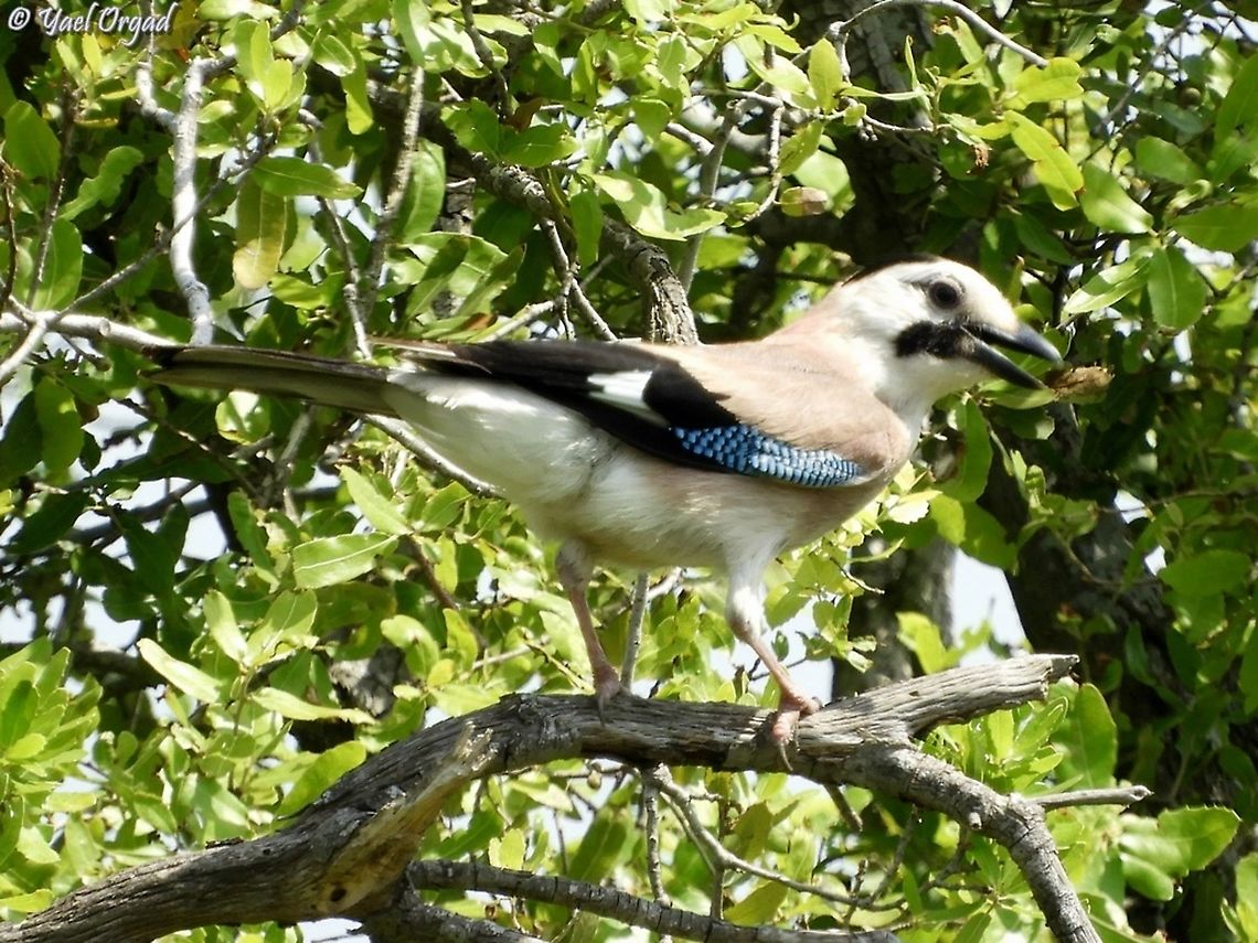 Garrulus glandarius - Black-Capped Jay  Eurasian Jay,Garrulus glandarius,Geotagged,Israel,Spring