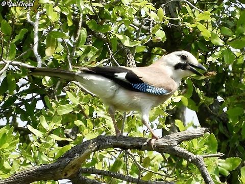Garrulus glandarius - Black-Capped Jay  Eurasian Jay,Garrulus glandarius,Geotagged,Israel,Spring