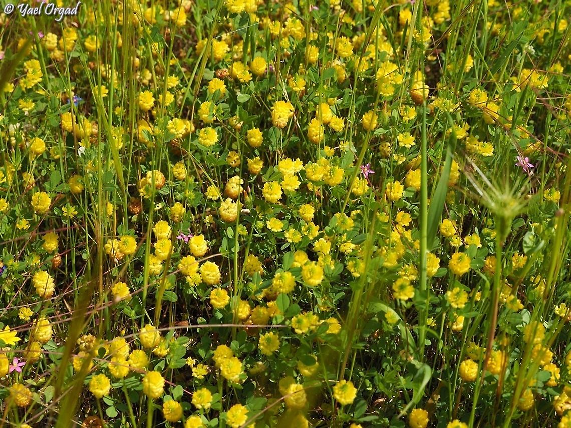 Clover Field! - Trifolium campestre  Geotagged,Hop Trefoil,Israel,Spring,Trifolium campestre