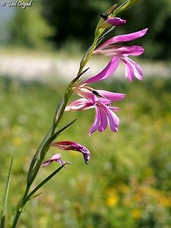 Gladiolus italicus  Geotagged,Gladiolus italicus,Israel,Italian Gladiolus,Spring
