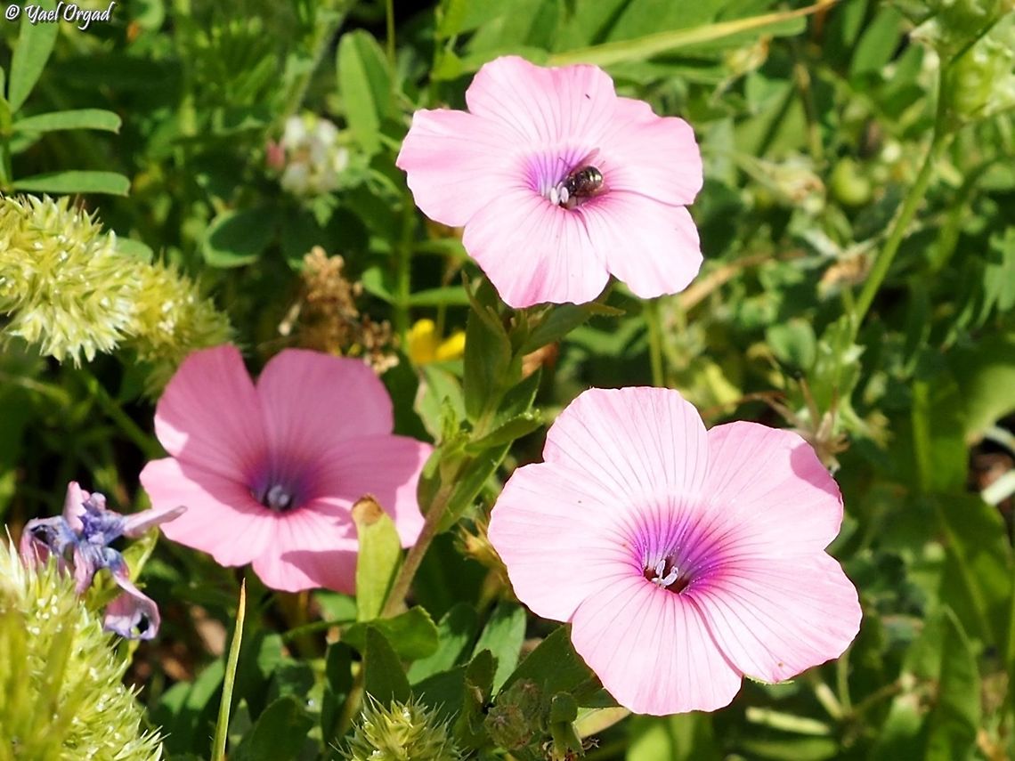 Linum pubescens the pinkiest pink.... Geotagged,Israel,Linum pubescens,Spring