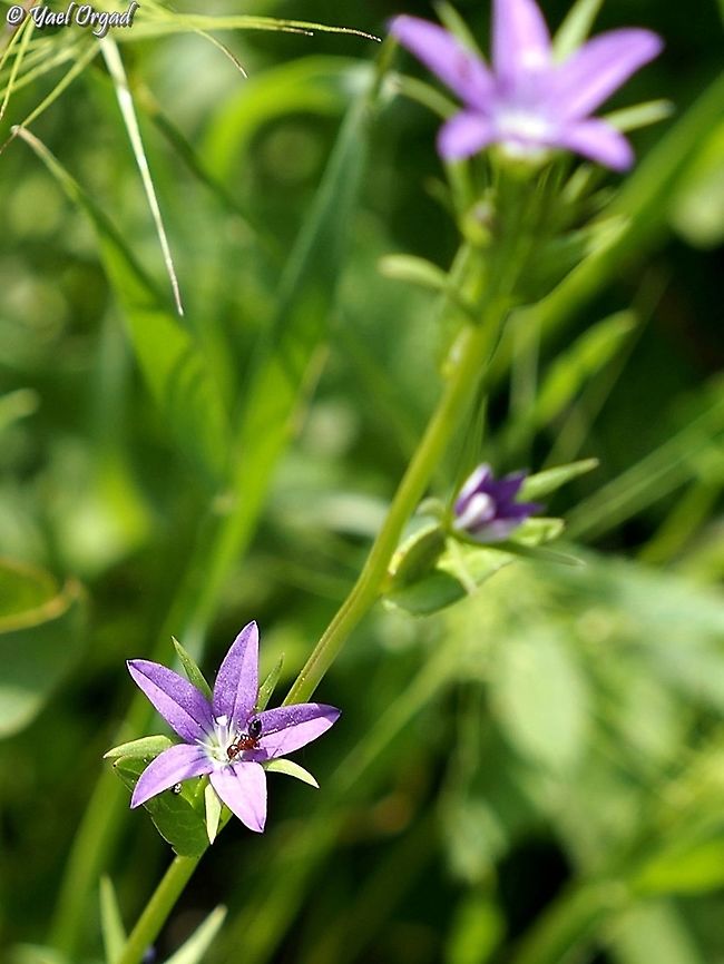 Legousia falcata  Geotagged,Israel,Legousia falcata,Spicate Venus'-Looking-Glass,Spring