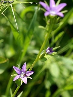 Legousia falcata  Geotagged,Israel,Legousia falcata,Spicate Venus'-Looking-Glass,Spring