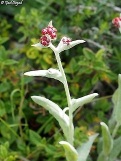 Helichrysum sanguineum  Geotagged,Helichrysum sanguineum,Israel,Red Everlasting,Spring