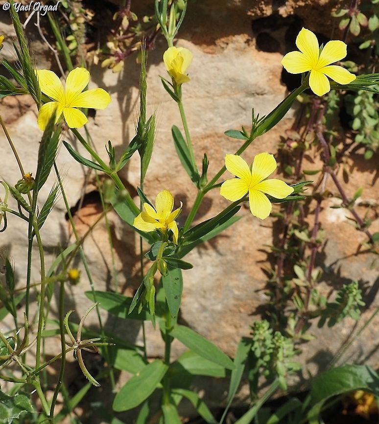 Linum nodiflorum  Geotagged,Israel,Linum nodiflorum,Spring