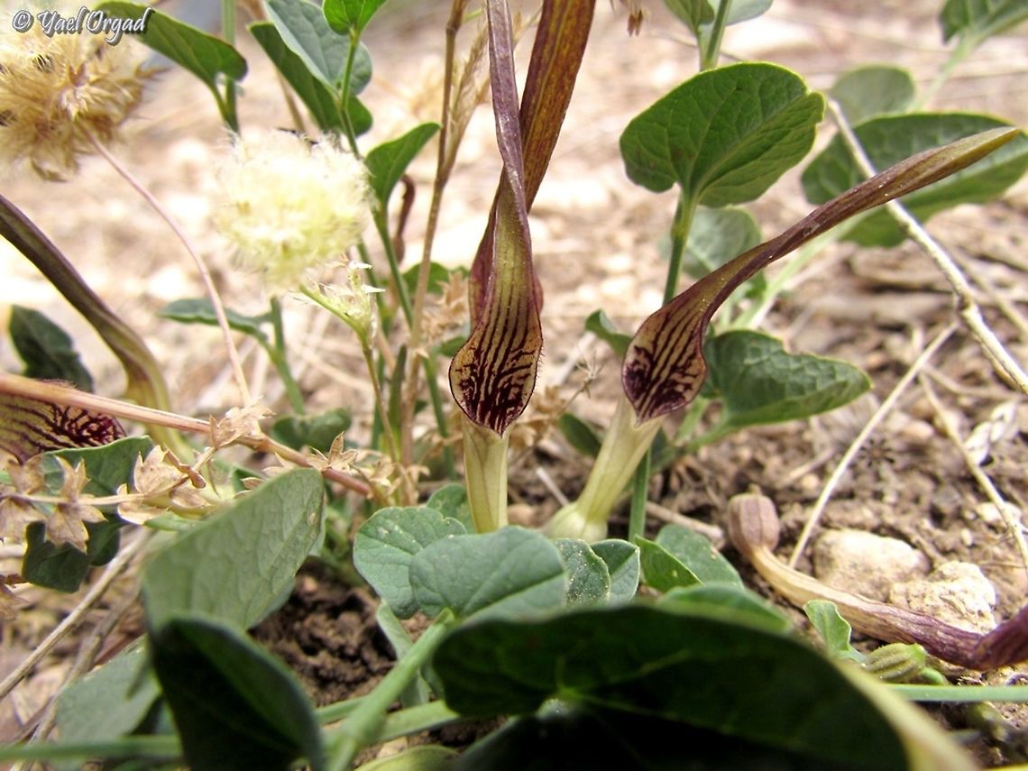 Aristolochia parvifolia  Aristolochia parvifolia,Geotagged,Israel,Spring