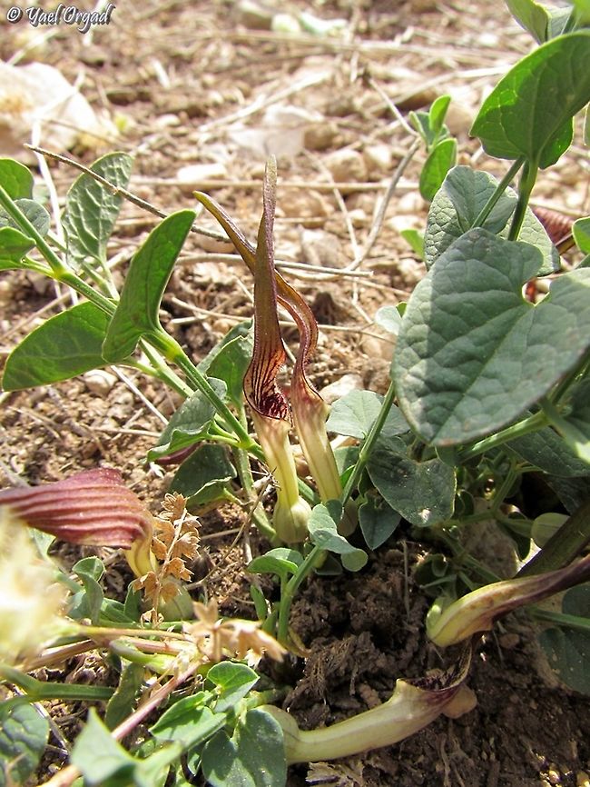 Aristolochia parvifolia in the southern Golan heights  Aristolochia parvifolia