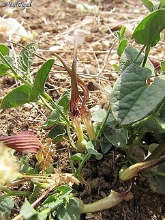Aristolochia parvifolia in the southern Golan heights  Aristolochia parvifolia