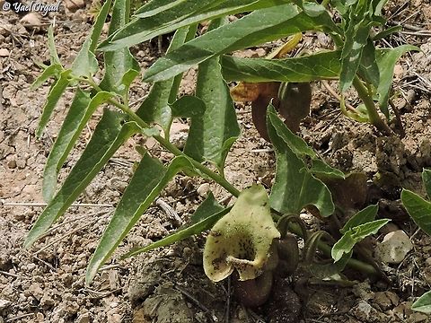 Aristolochia bottae  Aristolochia bottae,Geotagged,Israel,Spring