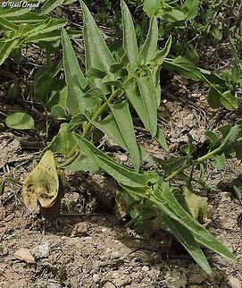 Aristolochia bottae  Aristolochia bottae,Geotagged,Israel,Spring