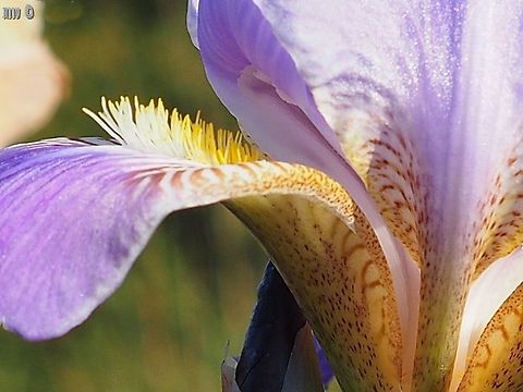 the beard of the bearded Iris Iris mesopotamica belongs to the Pogoniris section - the Bearded Irises. this is a close-up on its beard. Geotagged,Iris mesopotamica,Israel,Spring
