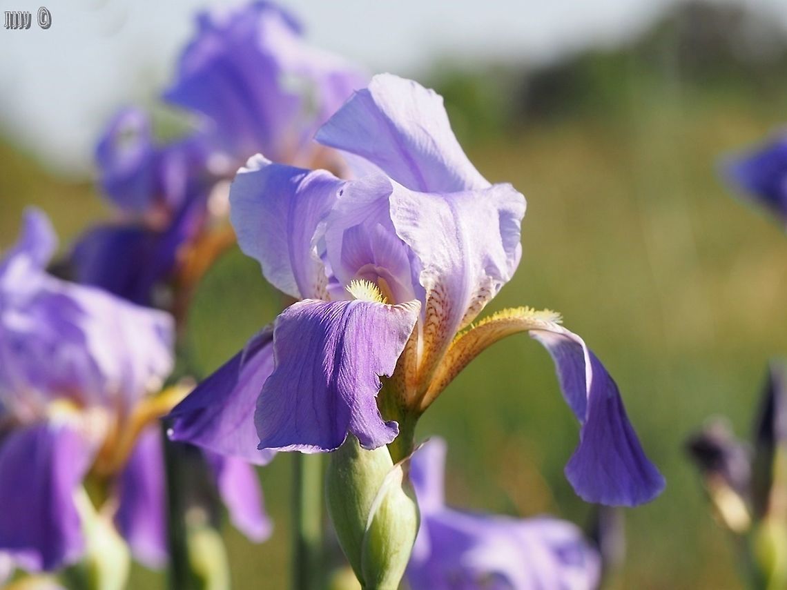 Iris mesopotamica  Geotagged,Iris mesopotamica,Israel,Spring