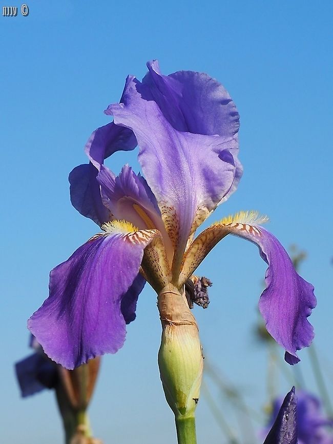 Iris mesopotamica  Geotagged,Iris mesopotamica,Israel,Spring
