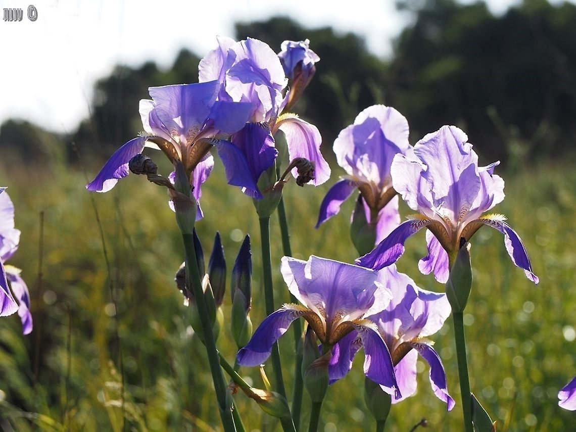 Iris mesopotamica after few years of very few flowers, this year was a good one in Eastern Kefar Saba, we had plenty of Irises. Geotagged,Iris mesopotamica,Israel,Spring