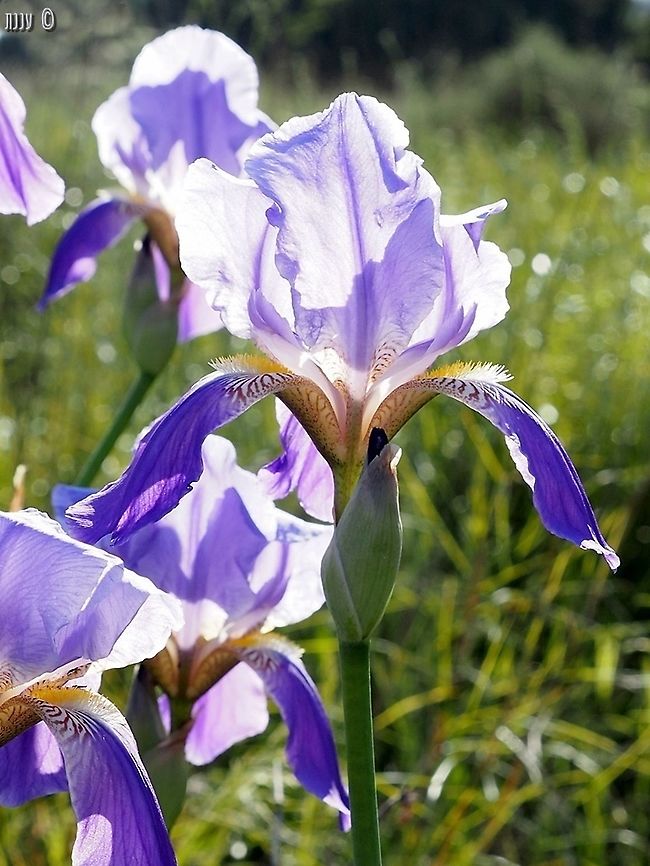 Iris mesopotamica  Iris mesopotamica