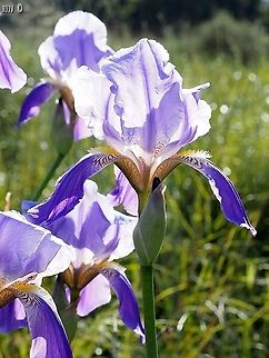 Iris mesopotamica  Iris mesopotamica