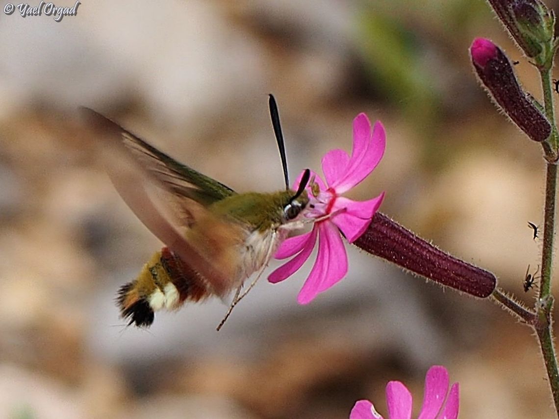 Hemaris syra enjoying nectar from Silene damascena my first encounter with this hawkmoth! it is beautiful! Hemaris syra,Hemaris syria,Mount Hermon,Silene damascena