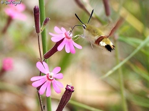 Hemaris syra enjoying nectar from Silene damascena  Geotagged,Silene damascena,Spring