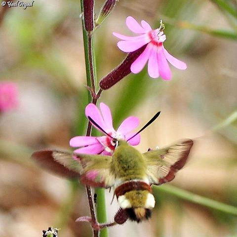 Hemaris syra enjoying nectar from Silene damascena  Hemaris syra,Hemaris syria