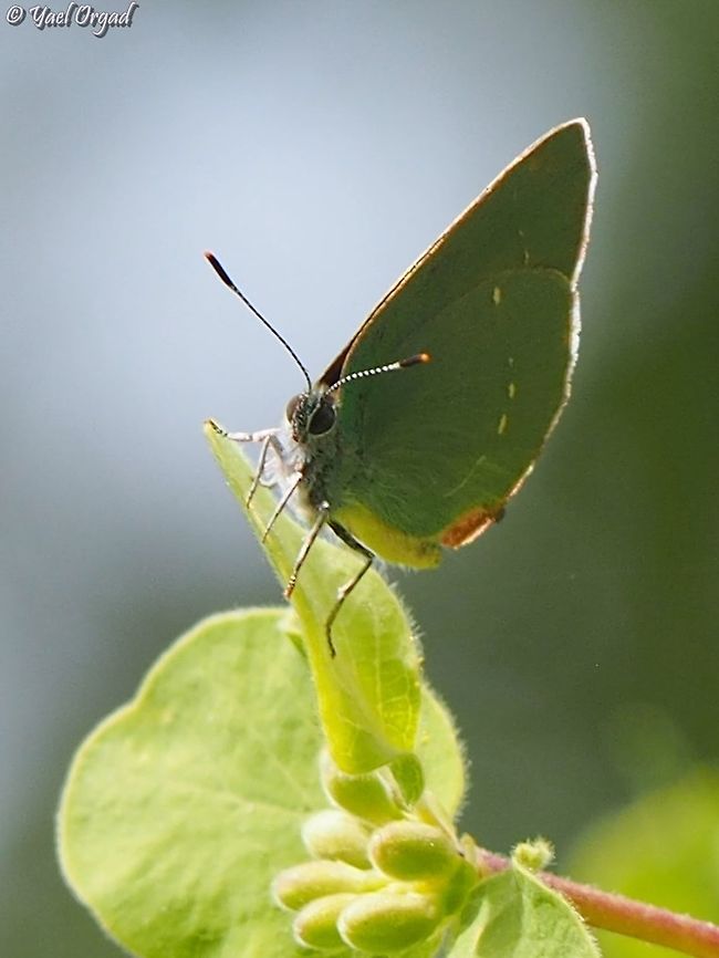 Callophrys herculeana at Mount Hermon very small butterfly, it is green - so it&#039;s hard to spot it when it hides among the leaves...  Callophrys herculeana,Israel,Mount Hermon
