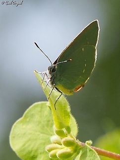 Callophrys herculeana at Mount Hermon very small butterfly, it is green - so it's hard to spot it when it hides among the leaves...  Callophrys herculeana,Israel,Mount Hermon