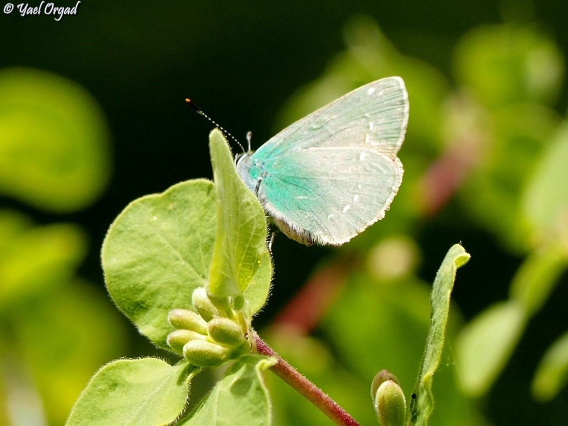 Callophrys herculeana at Mount Hermon  Callophrys herculeana,Geotagged,Israel,Mount Hermon,Spring