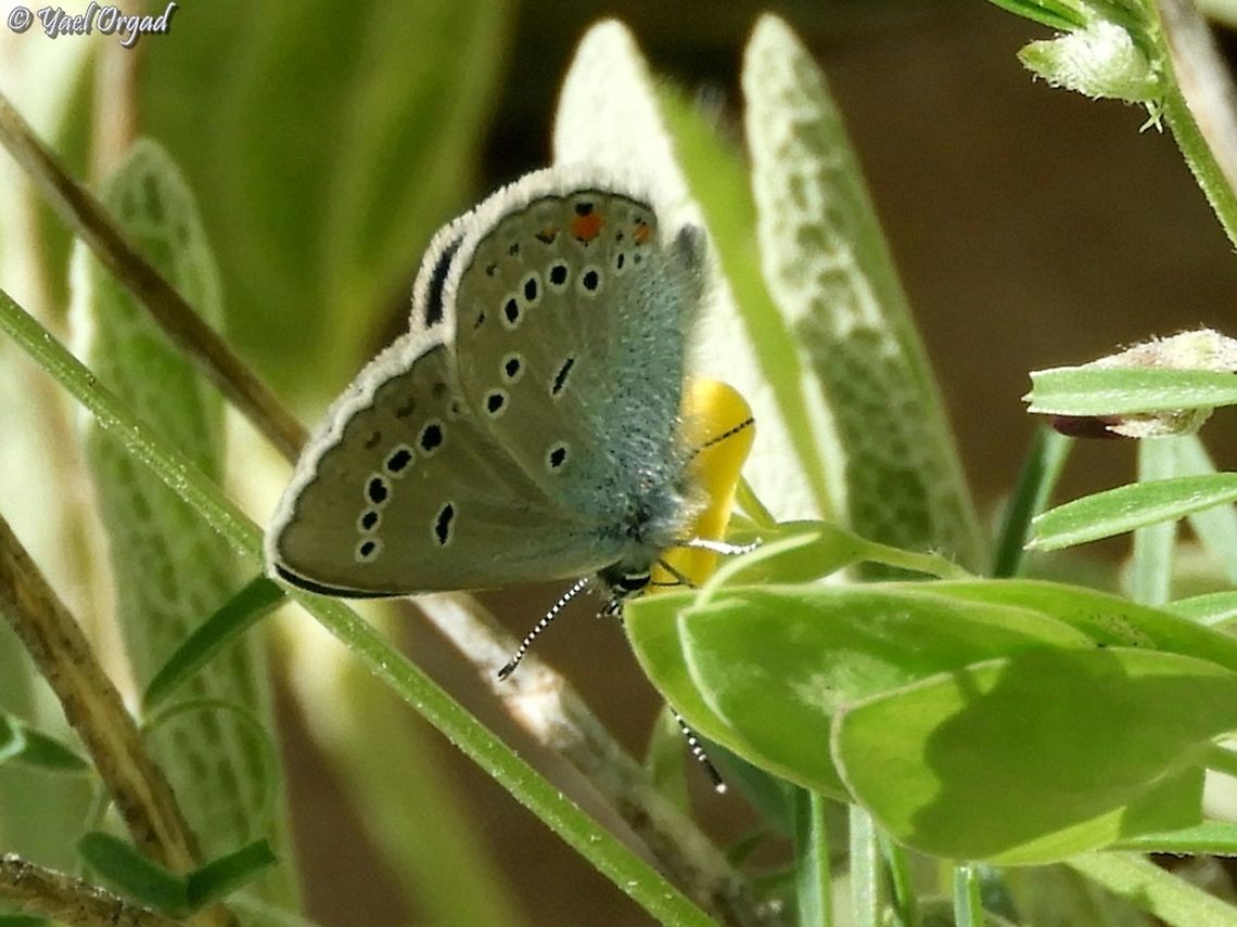 Cyaniris semiargus antiochenus at the Hermon  Israel,Mazarine blue,Mount Hermon,Polyommatus semiargus
