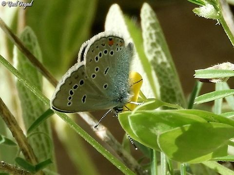Cyaniris semiargus antiochenus at the Hermon  Israel,Mazarine blue,Mount Hermon,Polyommatus semiargus