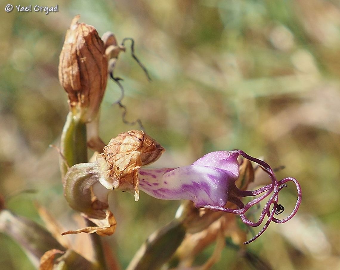 Himantoglossum comperianum discovered in Israel for the first time! the rare orchid, Himantoglossum comperianum, was accidentally discovered in Israel by a nature lover, on tuesday 19/5/2020. <br />
on Thursday, 21/5/2020 I went to see it. <br />
the plant is at its end, and the 10-days heat-wave we&#039;re going through is not helping... but it was an amazing and exciting experience, to look at this for the first time!<br />
driving over 200KM and back on the same day to see a dry orchid in a day where temperatures went over 40 degrees seems really reasonable, isn&#039;t it? ;-) <br />
<br />
the full plant:<br />
<figure class="photo"><a href="https://www.jungledragon.com/image/94597/himantoglossum_comperianum_discovered_in_israel_for_the_first_time.html" title="Himantoglossum comperianum discovered in Israel for the first time!"><img src="https://s3.amazonaws.com/media.jungledragon.com/images/3519/94597_thumb.JPG?AWSAccessKeyId=05GMT0V3GWVNE7GGM1R2&Expires=1759968010&Signature=Q1CItF6GeQ8qMo3sY47Bl5XYogM%3D" width="114" height="152" alt="Himantoglossum comperianum discovered in Israel for the first time! this Orchid is rare and endangered in all its distribution range. <br />
more about the discovery here: <br />
https://www.jungledragon.com/image/94596/himantoglossum_comperianum_discovered_in_israel_for_the_first_time.html Comper&#039;s Orchid,Himantoglossum comperianum,Israel" /></a></figure> Comper's Orchid,Himantoglossum comperianum,Israel